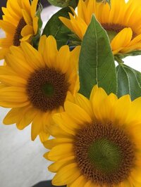 戸田恵子『おどろきもものき⁉︎』