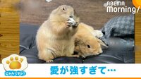 【映像】プレーリードッグにべったりなうさぎ