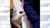 【映像】猫がひざに乗るとき「こんな感じ」