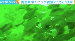 “緑色の光”がヒラメの成長を促進？「エサ食いがよくなった」 データが実証も要因は研究中