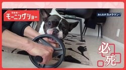 「必死だワン」筋トレ器具をガブリッ　ローラーvsかみたい犬　なぜ諦めない？