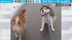 拒否シベ「いやでござる!!!」頑なに散歩を拒む横で、柴犬が秀逸リアクション 2匹の関係性に癒やされる人続出