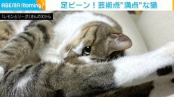 足ピーン！猫の“独特な伸び”に「飛び込み選手のやつ」「体操選手？ニャン馬」と反響続々