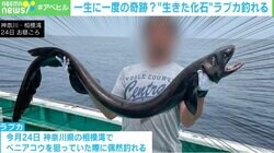 な、なんだこのサメ！？ 歯がまるで違う！ 古代魚の見た目でニョロニョロ？ 水深1000メートルにいた“生きた化石”ラブカが釣れた！
