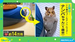 「間違いなく“狙ってる”」ハムスターのアクション映画さながらの立ち姿が話題
