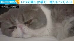 寝息？ いびき？ いつの間にか隣で寝る猫から“漏れる音”に「ぎゃわいいい」「寝てるの、これ」と反響
