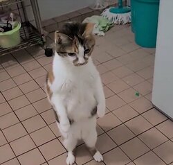 呆然自失の猫が直立不動に…衝撃の“勘違い”に「それは驚くw」反響の声