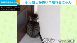 新居への引越し作業中、隔離されていた猫が“珍行動” 飼い主の心を奪う愛くるしい後ろ姿が話題