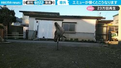 「エミューが懐くとこうなる」の画がすごい 卵から育てた飼い主に見せた“信頼の舞”と音速ダッシュが話題