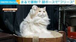ヨガのような体勢でフリーズする猫 視線の先にいたのは？瞬きもしない様子に飼い主「電池切れ？」