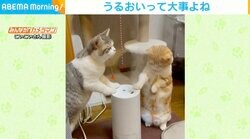 「にゃんだ？にゃんだ？」加湿器の蒸気に興味津々な猫→ミストを浴びる2匹の一コマにほっこり