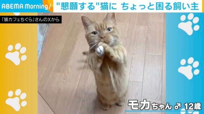 猫のモカちゃん