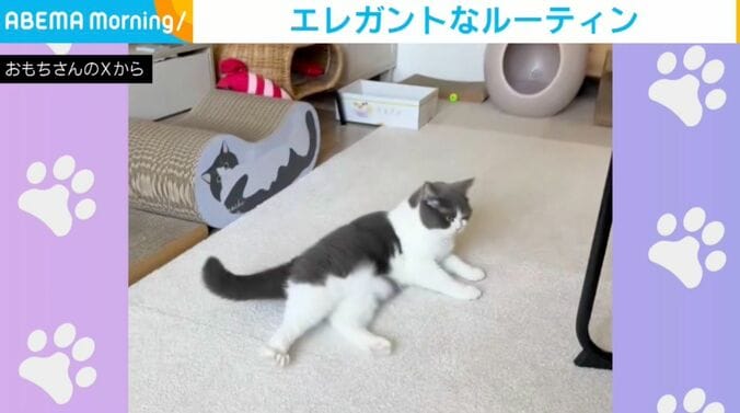 ブリティッシュショートヘアのおもちちゃん