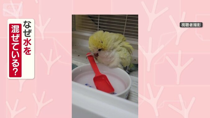 コックさんになりたい？