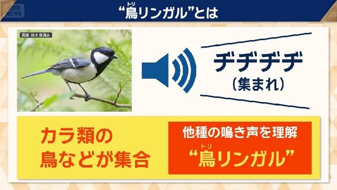鳥が他の種類の鳥の鳴き声も理解している