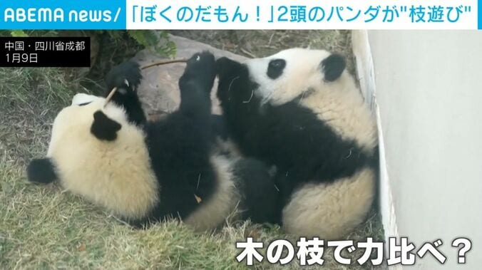 1本の枝をつかみ合うパンダ