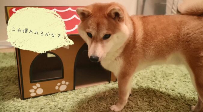 「お尻出てるよ！」ふわもこ柴犬だいふく、家を買う？　お散歩やおもちゃに大興奮 6枚目