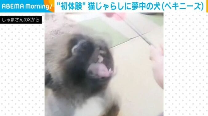 朱鞠くん