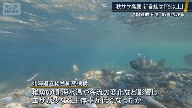 サケ