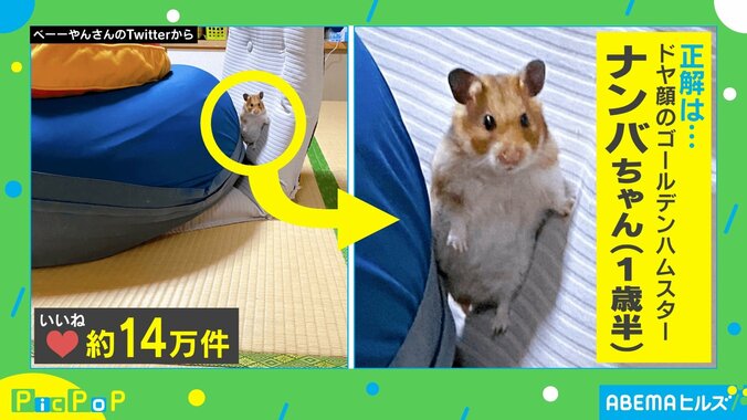 「間違いなく“狙ってる”」ハムスターのアクション映画さながらの立ち姿が話題 1枚目
