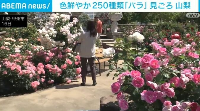 バラ