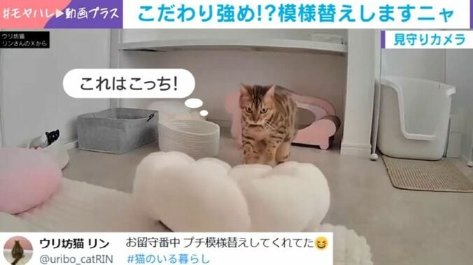 猫のリンちゃん