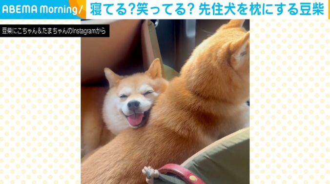寝てる？笑ってる？豆柴が先住犬を枕にする様子に「たまらん…！」「なんて癒しの動画」と絶賛の声 5枚目