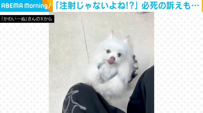 犬のかわいーぬちゃん