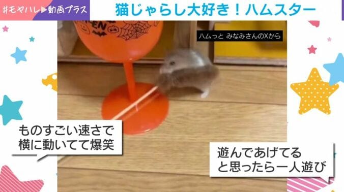 ハムスターのココくん