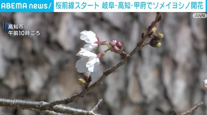 高知市で確認されたソメイヨシノの開花