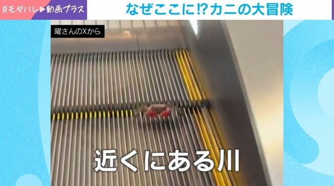 エスカレーターで遭遇したカニ