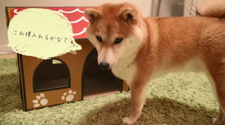 「お尻出てるよ!」ふわもこ柴犬だいふく、家を買う? お散歩やおもちゃに大興奮