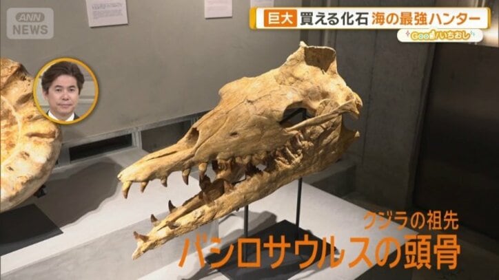 バシロサウルスの頭骨