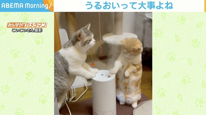 「にゃんだ？にゃんだ？」加湿器の蒸気に興味津々な猫→ミストを浴びる2匹の一コマにほっこり