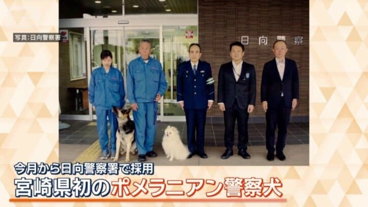 宮崎県初の「ポメラニアン警察犬」