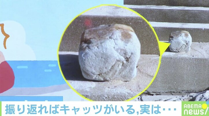 「あっ、ネコチャン！」駆け寄ってみると…投稿主を待っていた予想外の“出会い”