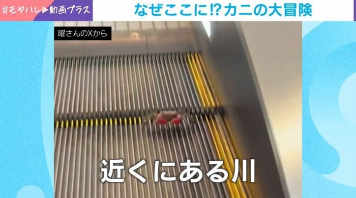 エスカレーターで遭遇したカニ