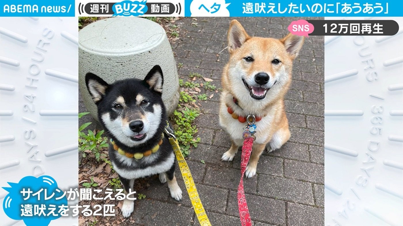 あう あう あう 遠吠えベタな柴犬 ちょくちょく諦めるのが可愛い 芸能 Abema Times