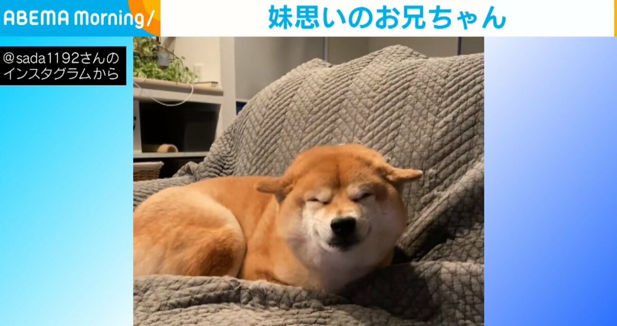 柴犬ふう太 on X: 