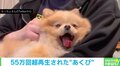 抱っこされている犬の何度も“あくびに挑戦”するキュートな姿に「想像を絶する可愛さ」「リピート再生みたい」と称賛の声