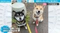 「あう、あう、あう…」遠吠えベタな柴犬 「ちょくちょく諦めるのが可愛い」
