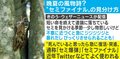 死んでいると思いきや急に復活! 晩夏の風物詩”セミ爆弾”を見分けるポイントは脚に注目?