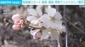 桜前線スタート 岐阜・高知・甲府でソメイヨシノ開花