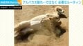 「砂風呂!大盛況!」ゴロゴロ転がるアルパカ 豪快な行動に飼育員ほっこりも…複雑な思い
