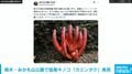 栃木・みかも山公園で猛毒「カエンタケ」発見 「発見された方は手を触れず情報提供のご協力を」