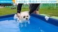 「思い出したー！」1年ぶりにプールに入った犬→“必死の本能”を見せる姿に反響「とってもかわいい」「頑張ってる」