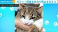 行かにゃいでぇ！ 飼い主の実家帰省を全力で阻止する猫 「愛が深い」「甘えん坊さんだぁ」と話題に