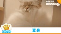 【映像】お風呂上がりはゴージャスな姿になる猫