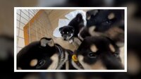【映像】カメラに押し寄せる柴犬4兄弟