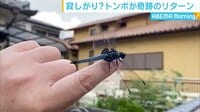 トンボが奇跡の「リターン」